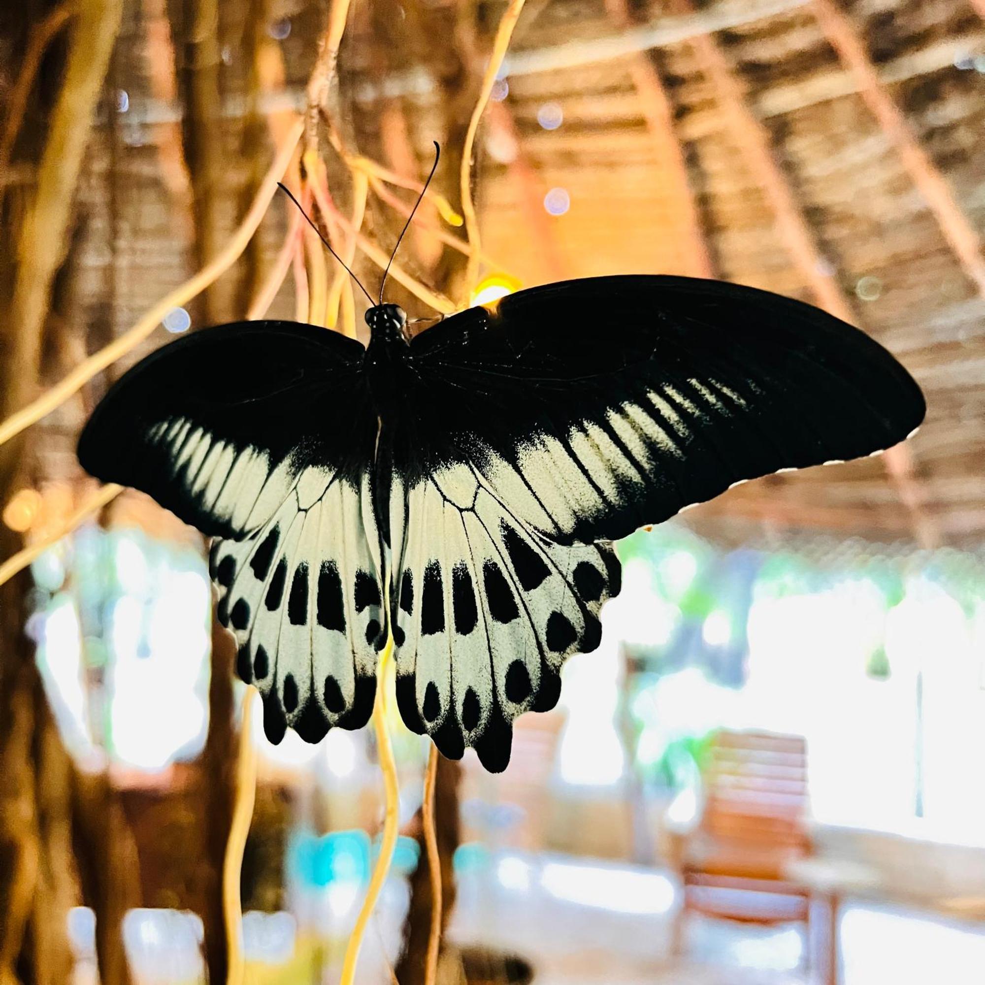 Sasvi * Trincomalee